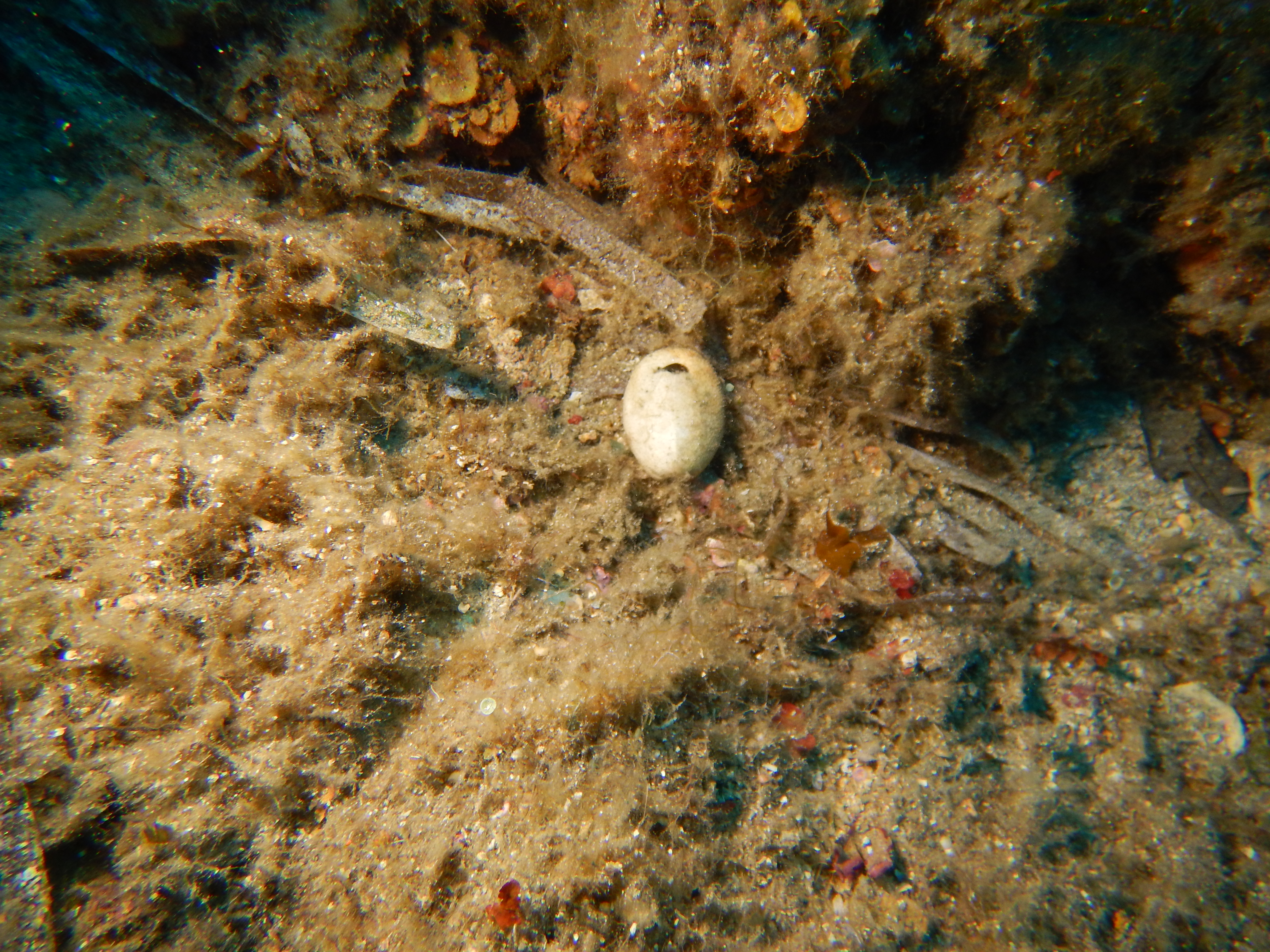 Sea urchin skeleton